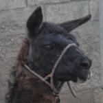 Guantalo' - Un lama